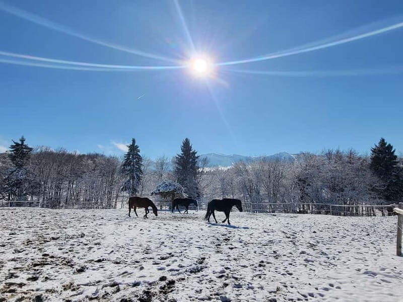 Borovets: Horse Riding Experience - Final Thoughts: Is This Horseback Riding Tour for You?