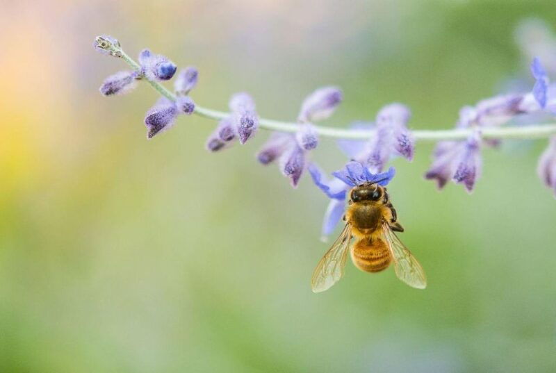 bosa-discover-the-products-of-the-beehive