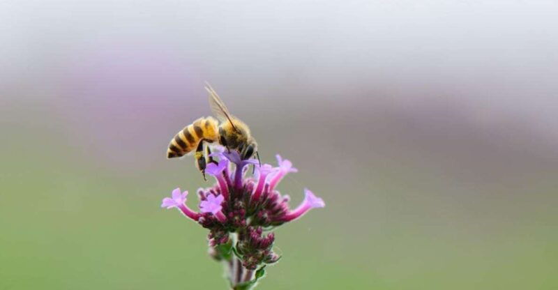 bosa-discover-the-products-of-the-beehive