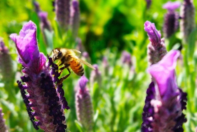 bosa-discover-the-products-of-the-beehive