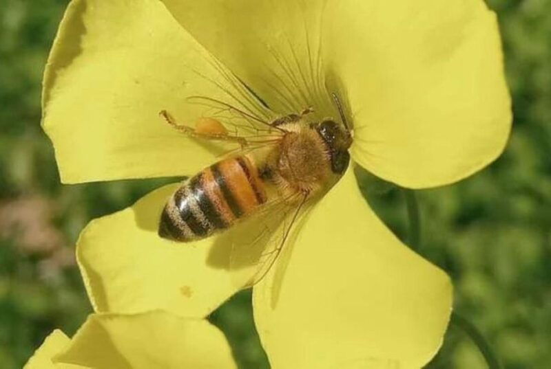 bosa-discover-the-products-of-the-beehive