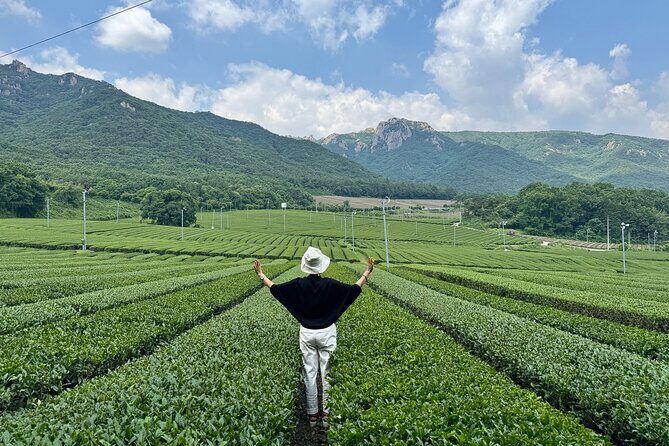 Boseong & Gangjin Green Tea Tour (Private) - Exploring the Boseong & Gangjin Green Tea Tour (Private): A Detailed Review