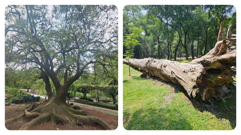 bosque-de-chapultepec-mystical-guided-tour