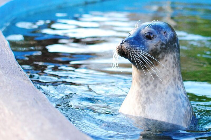 Boston: Explorer Pass Save up to 50% on 30+ Top Attractions - FAQs