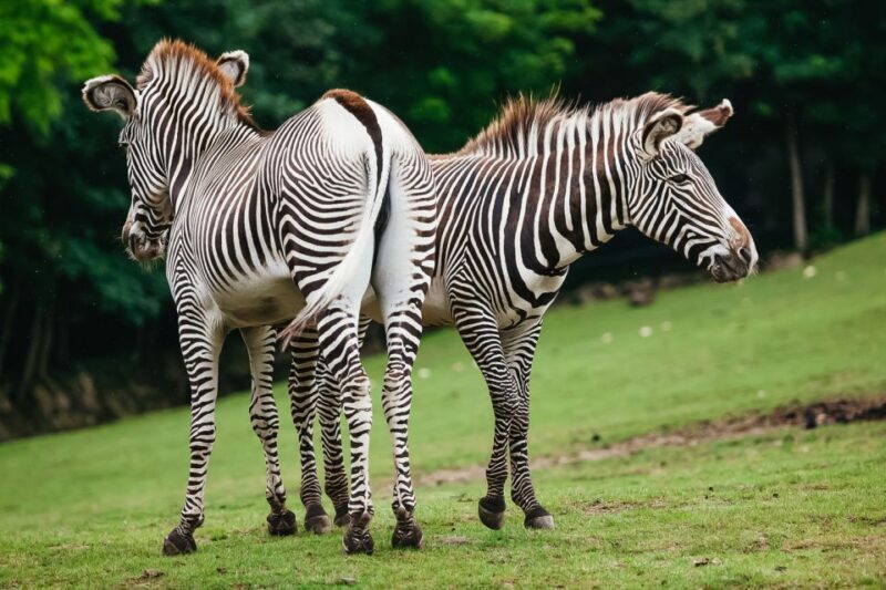 Boston: Franklin Park Zoo Entry Ticket - Key Points