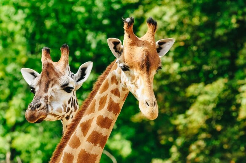 Boston: Franklin Park Zoo Entry Ticket - FAQ