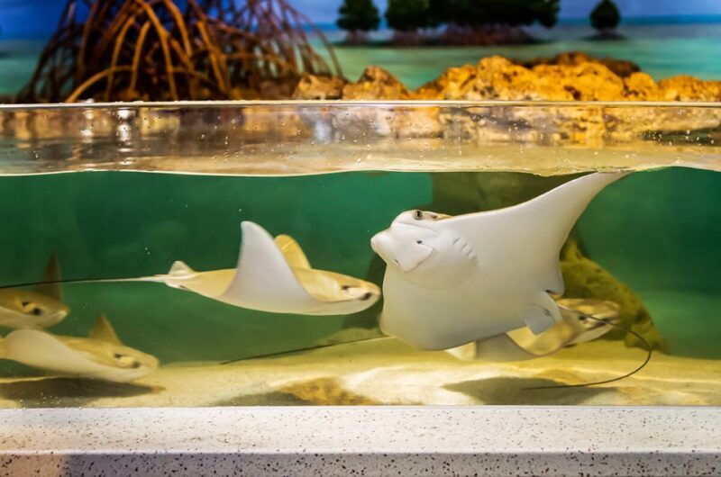 boston-new-england-aquarium-skip-the-line-entry-ticket