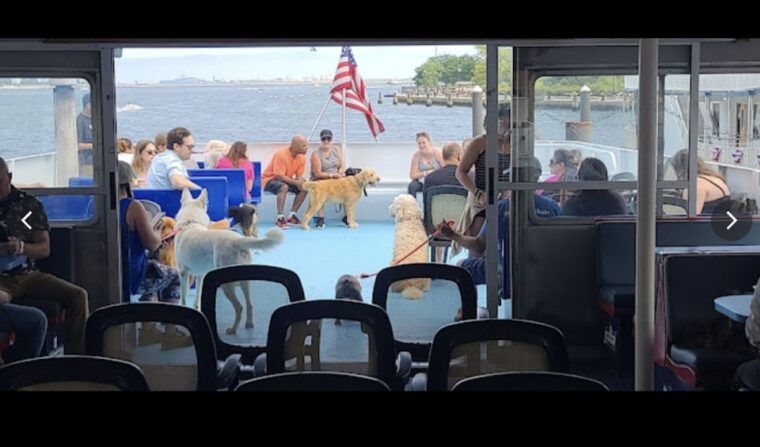 boston-scenic-harbor-cruise-dog-friendly