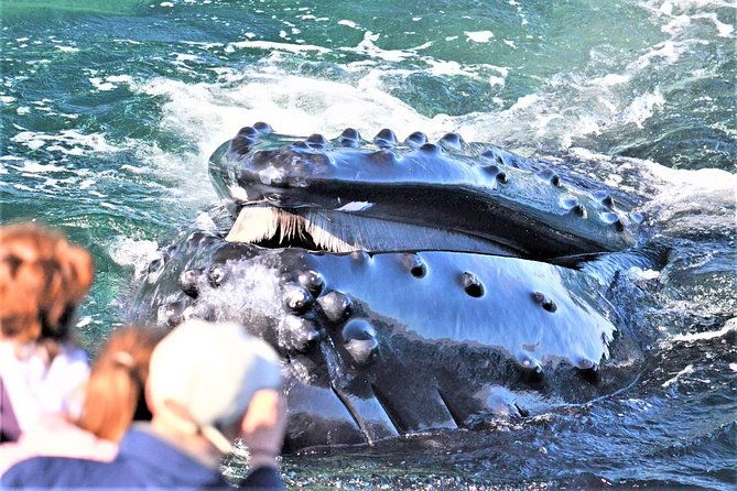 boston-whale-watching-cruise-by-high-speed-catamaran