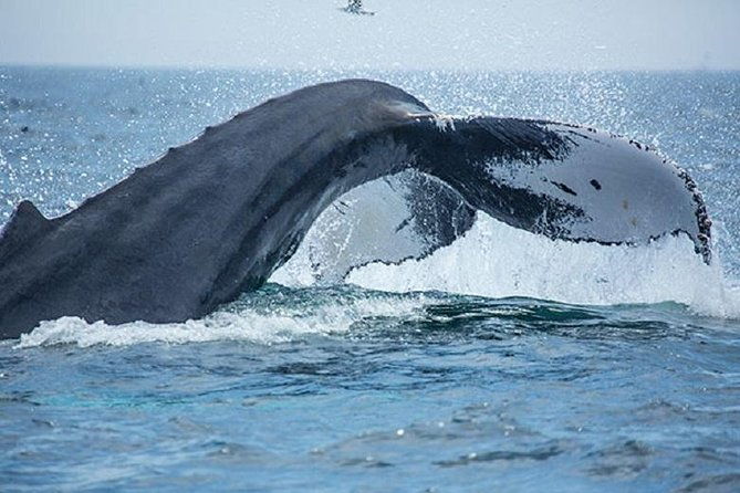 boston-whale-watching-cruise-by-high-speed-catamaran