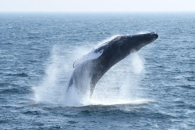 boston-whale-watching-cruise-by-high-speed-catamaran