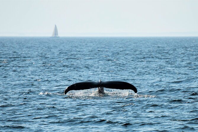 boston-whale-watching-cruise-by-high-speed-catamaran