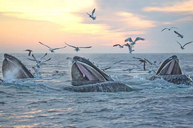 boston-whale-watching-cruise-by-high-speed-catamaran