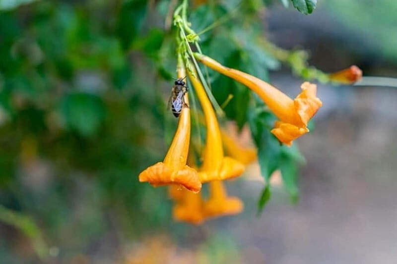 Botanical Garden & Aromas of the Wild Nature Adventures - The Itinerary in Detail