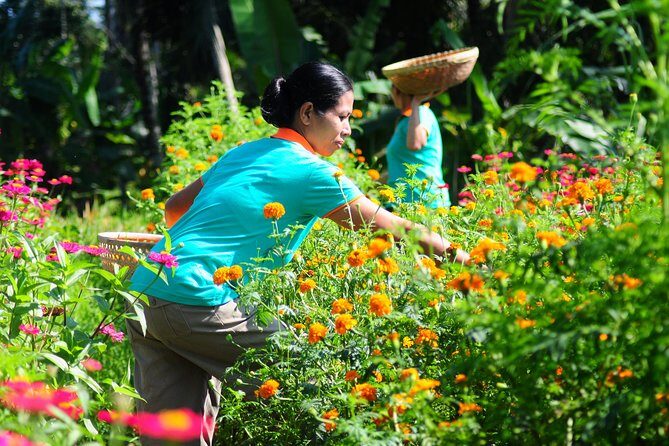 Botanical Tea work shop and Garden Tour - An In-Depth Look at the Botanical Tea Workshop and Garden Tour