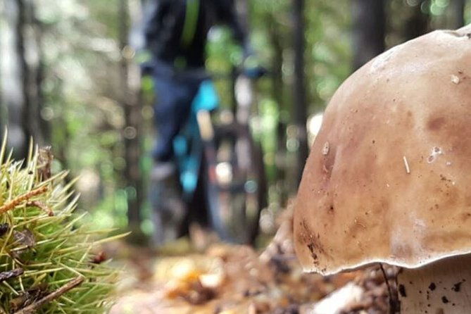 botanical-trails-of-madeira-mountain-biking-trail-experience