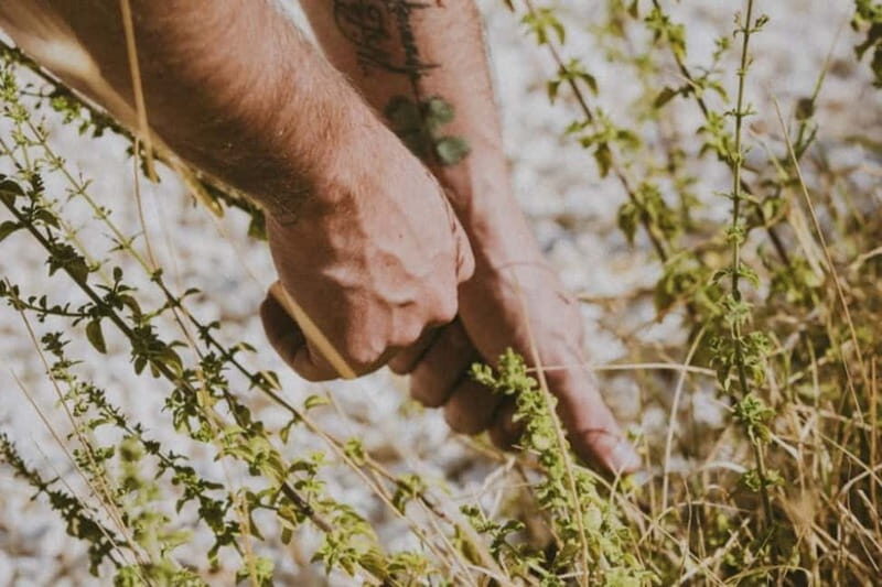 Botanical workshop & Nepeta's bitters tasting in Val di Noto - Key Points
