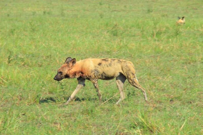 Botswana: explore the renowned okavango delta with us - An Introduction to the Okavango Delta Tour