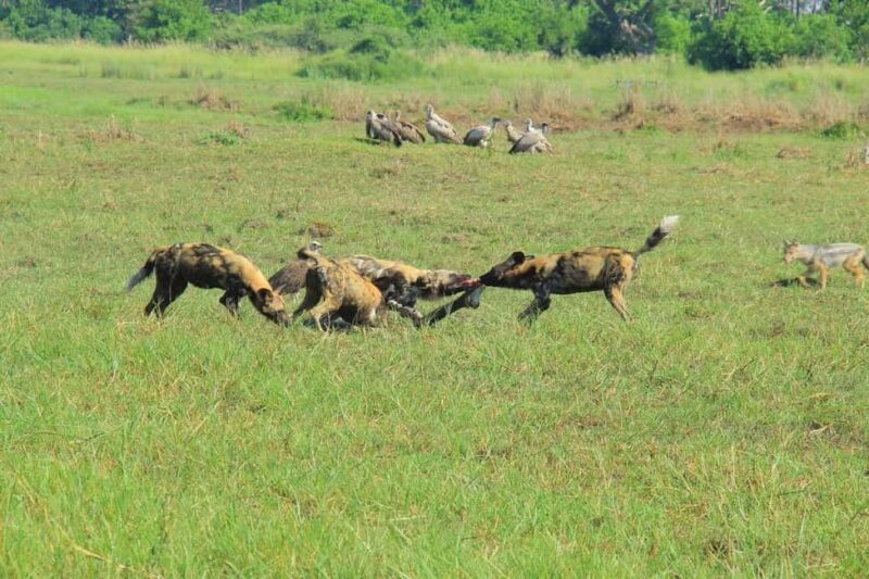 Botswana: explore the renowned okavango delta with us - FAQ