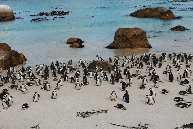 Boulders Beach Cape Town: Swimming With Penguin & Close Encounter Half Day Tour - FAQ