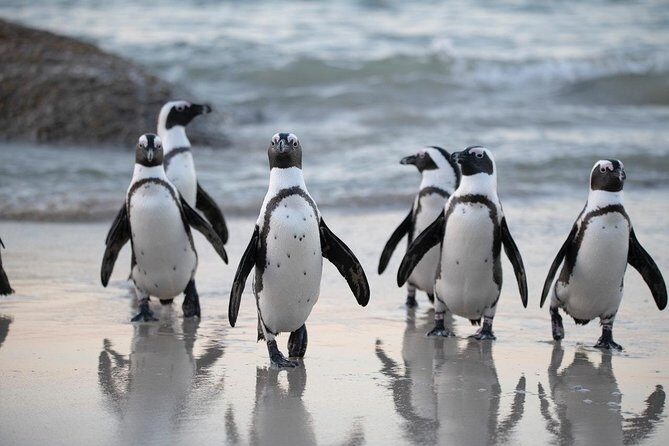 Boulders Beach Cape Town: Swimming With Penguin & Close Encounter Half Day Tour - Final Thoughts