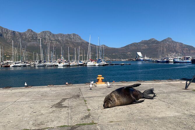 Boulders Beach Penguins and Seal Island Boat Trip Half Day Tour - An In-Depth Look at the Experience