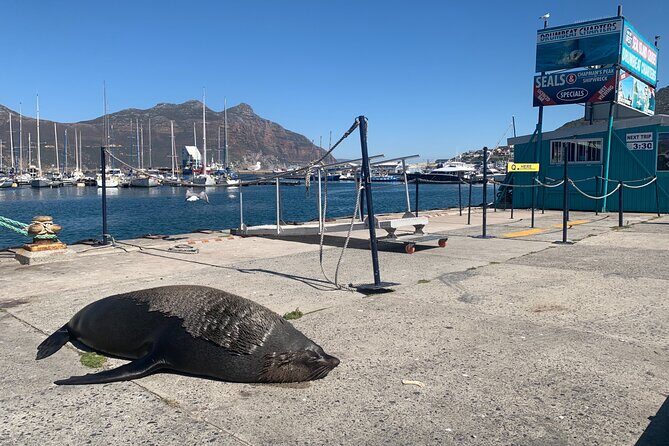 Boulders Beach Penguins and Seal Island Boat Trip Half Day Tour - FAQs