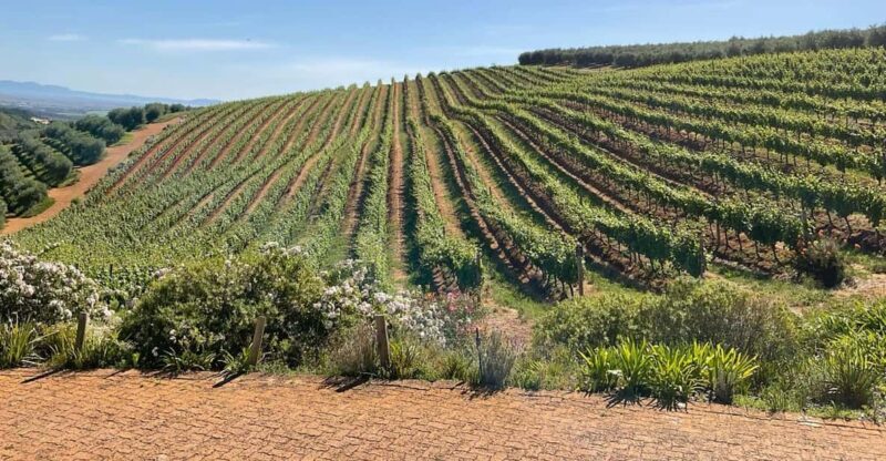 Boulders beach penguins and Wine tasting full-day tour - Key Points