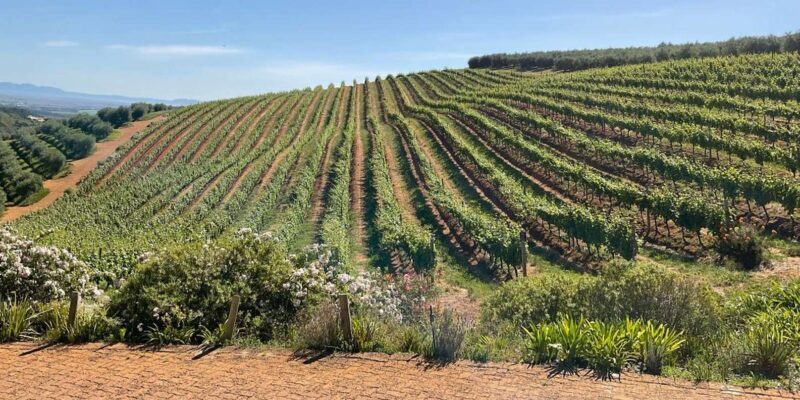 Boulders beach penguins and Wine tasting full-day tour - Discovering the Cape on a Private Full-Day Tour