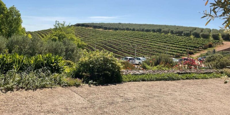 Boulders beach penguins and Wine tasting full-day tour - FAQ