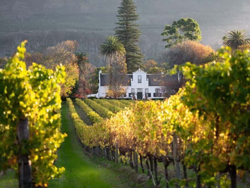 Boulders beach penguins and Wine tasting full-day tour - Practical Insights and Tips