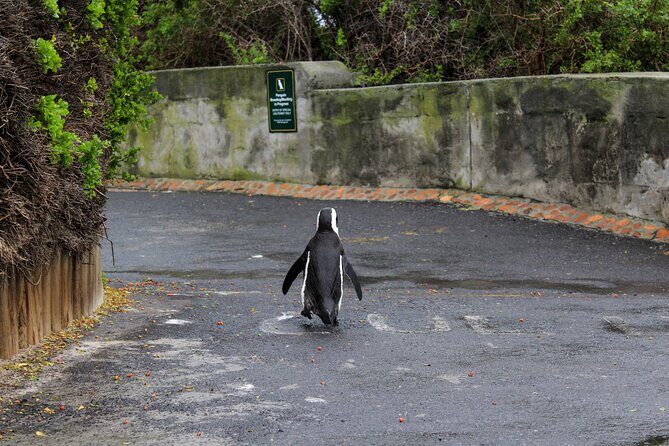 Boulder's Beach Penguins Chapman's Peak & Simonstown - An In-Depth Look at the Tour Experience