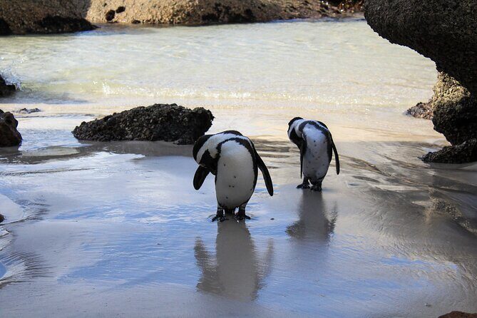 Boulder's Beach Penguins Chapman's Peak & Simonstown - FAQ
