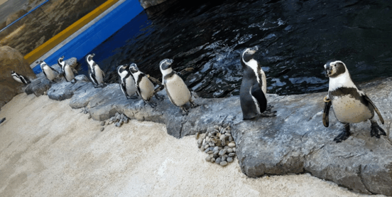 bournemouth-oceanarium-ticket