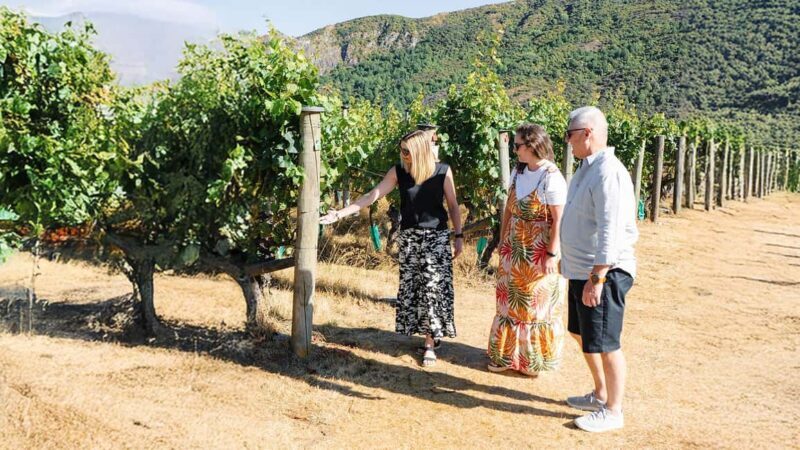 Boutique Winery Half-Day Tour & Vineyard Platter-Style Lunch - Key Points  