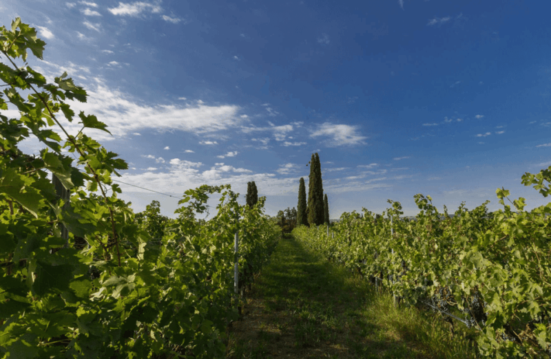 boutique-winery-tour-tasting-in-valpolicella
