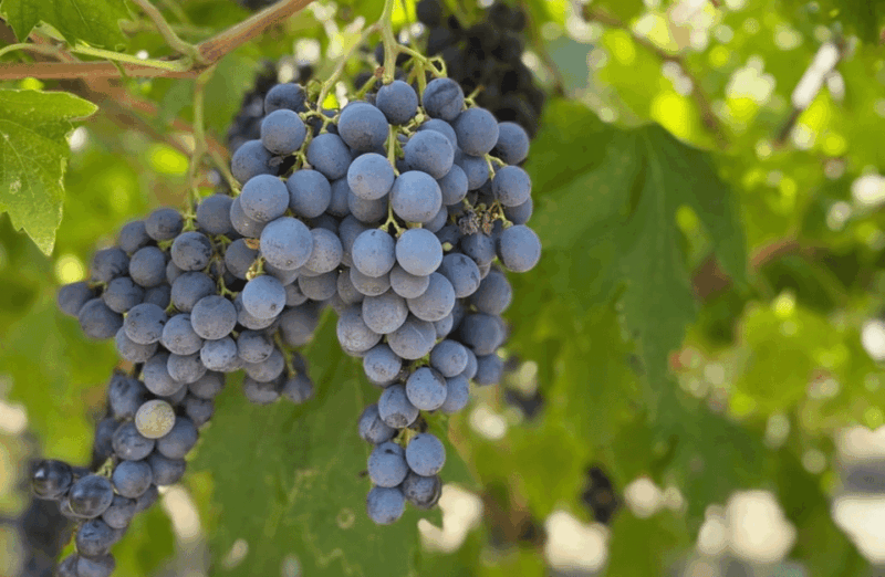boutique-winery-tour-tasting-in-valpolicella