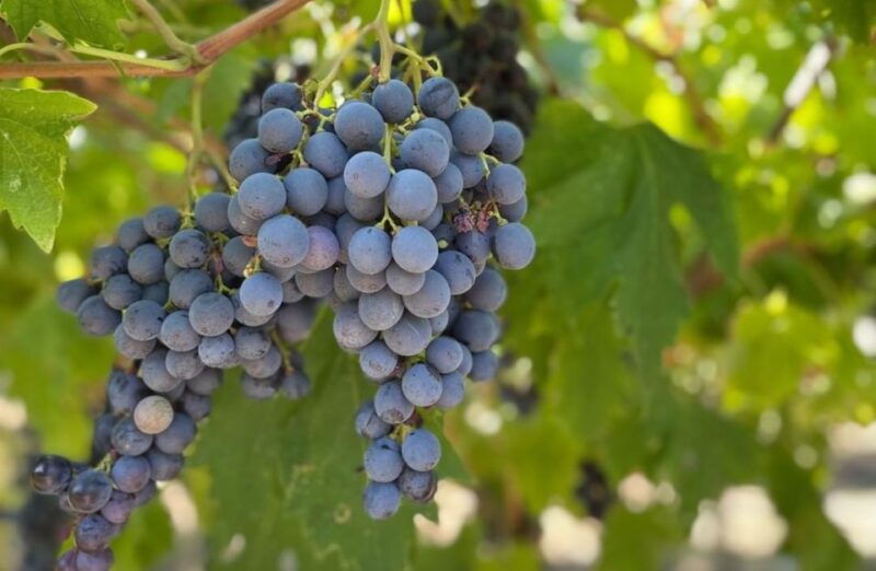 boutique-winery-tour-tasting-in-valpolicella