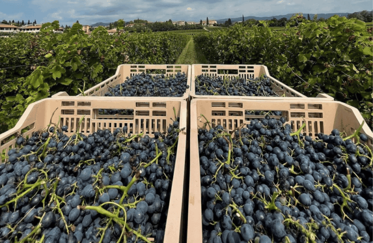 boutique-winery-tour-tasting-in-valpolicella