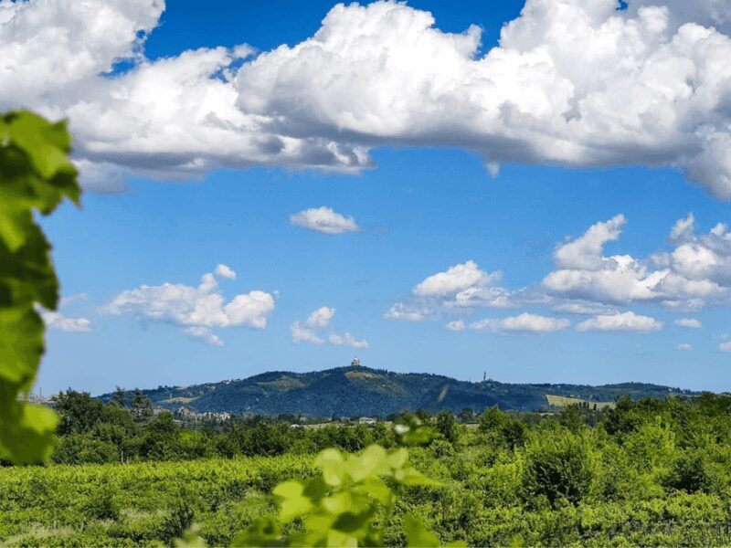 Boutique Winery Tour with Wine Tasting & Food in Bologna - Who Should Consider This Tour?