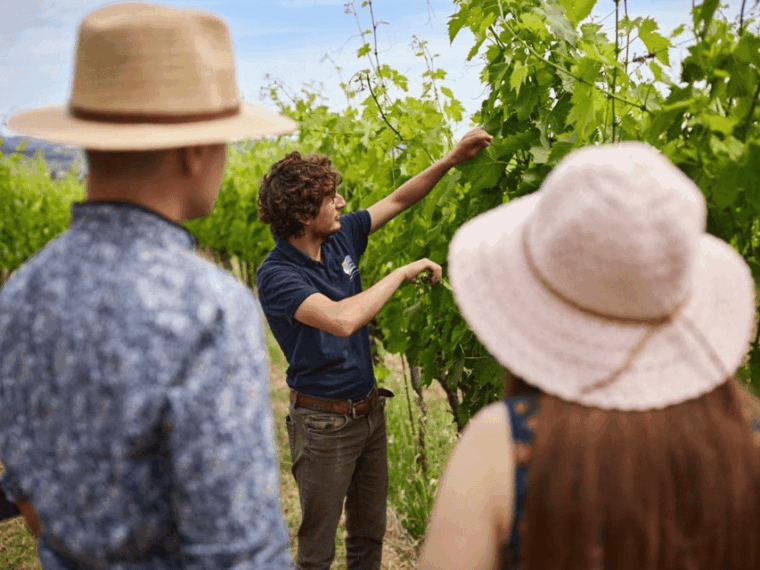 boutique-winery-visit-5-organic-wine-tastings-near-urbino