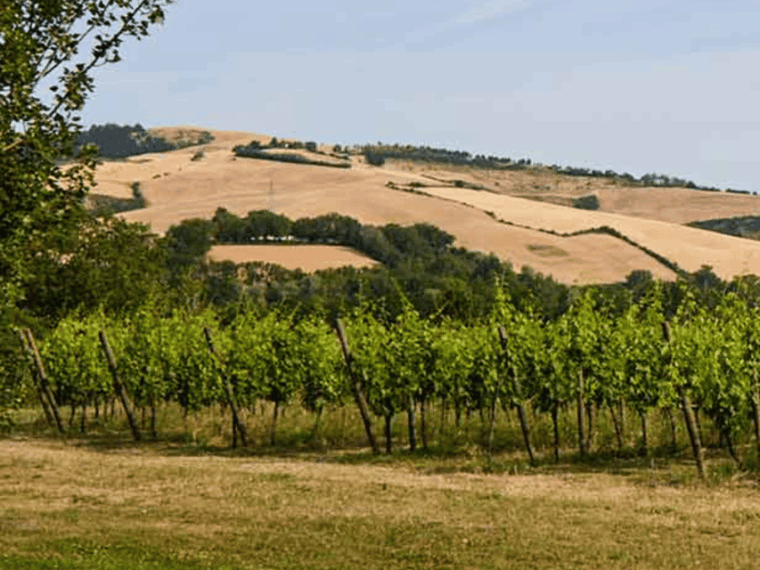 boutique-winery-visit-5-organic-wine-tastings-near-urbino