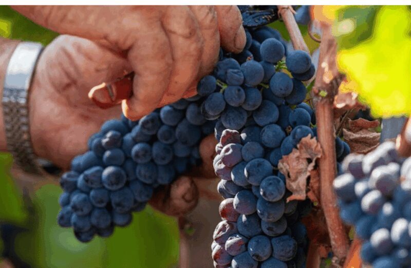 Boutique Winery Visit & Tasting near Rome - Key Points