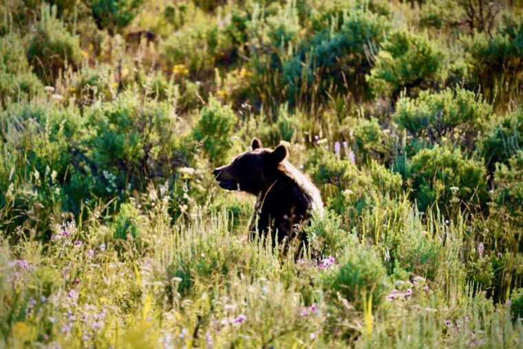 bozeman-yellowstone-grand-teton-national-park-with-hotel