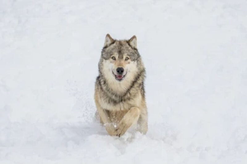 bozeman-yellowstone-wolves-and-winter-4day-3night-adventure