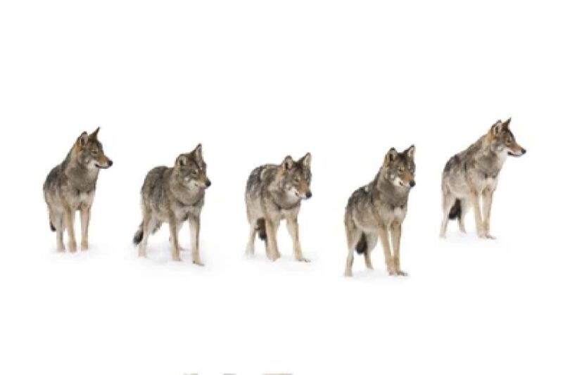 bozeman-yellowstone-wolves-and-winter-4day-3night-adventure