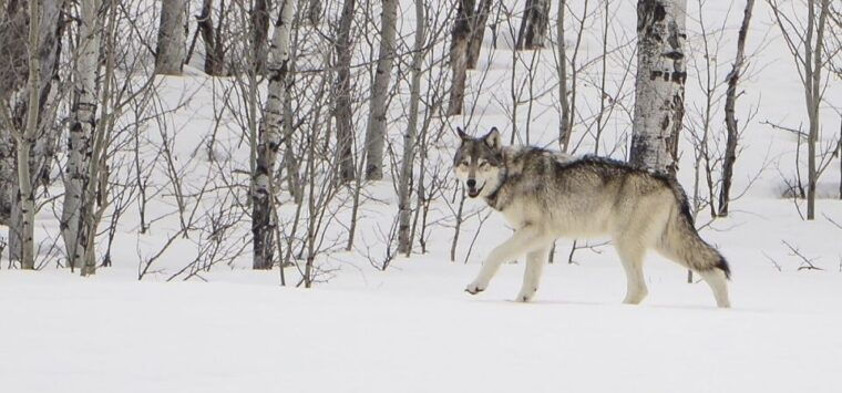 bozeman-yellowstone-wolves-and-winter-4day-3night-adventure