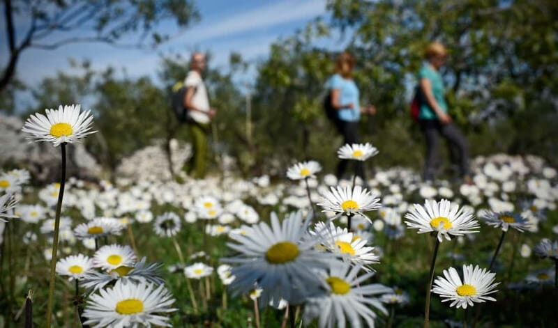 Bra island: Hiking Vidova gora krip Museum of olive oil - Key Points