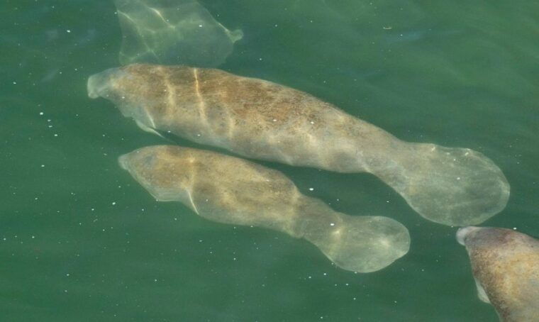 bradenton-anna-maria-island-guided-kayaking-manatee-tour