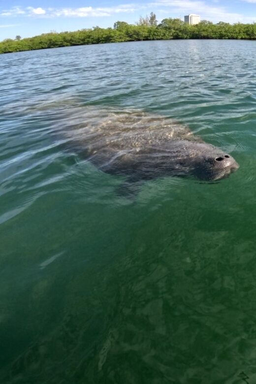 Bradenton: Guided Pedal Kayak Tour - Key Points